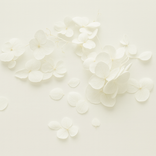 Dried White Hydrangea Florets | Delicate, Ethereal Craft Botanicals