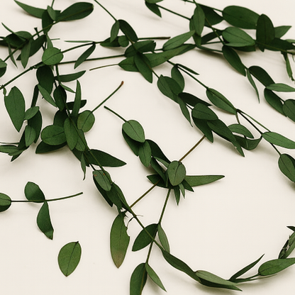 Stabilized Fine Leaf Eucalyptus Sprigs | Preserved Greenery for Crafting