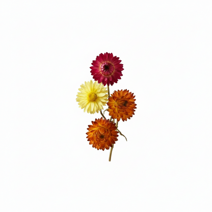 Dried Helichrysum Flower Heads (Strawflowers) | Vibrant Craft Decor