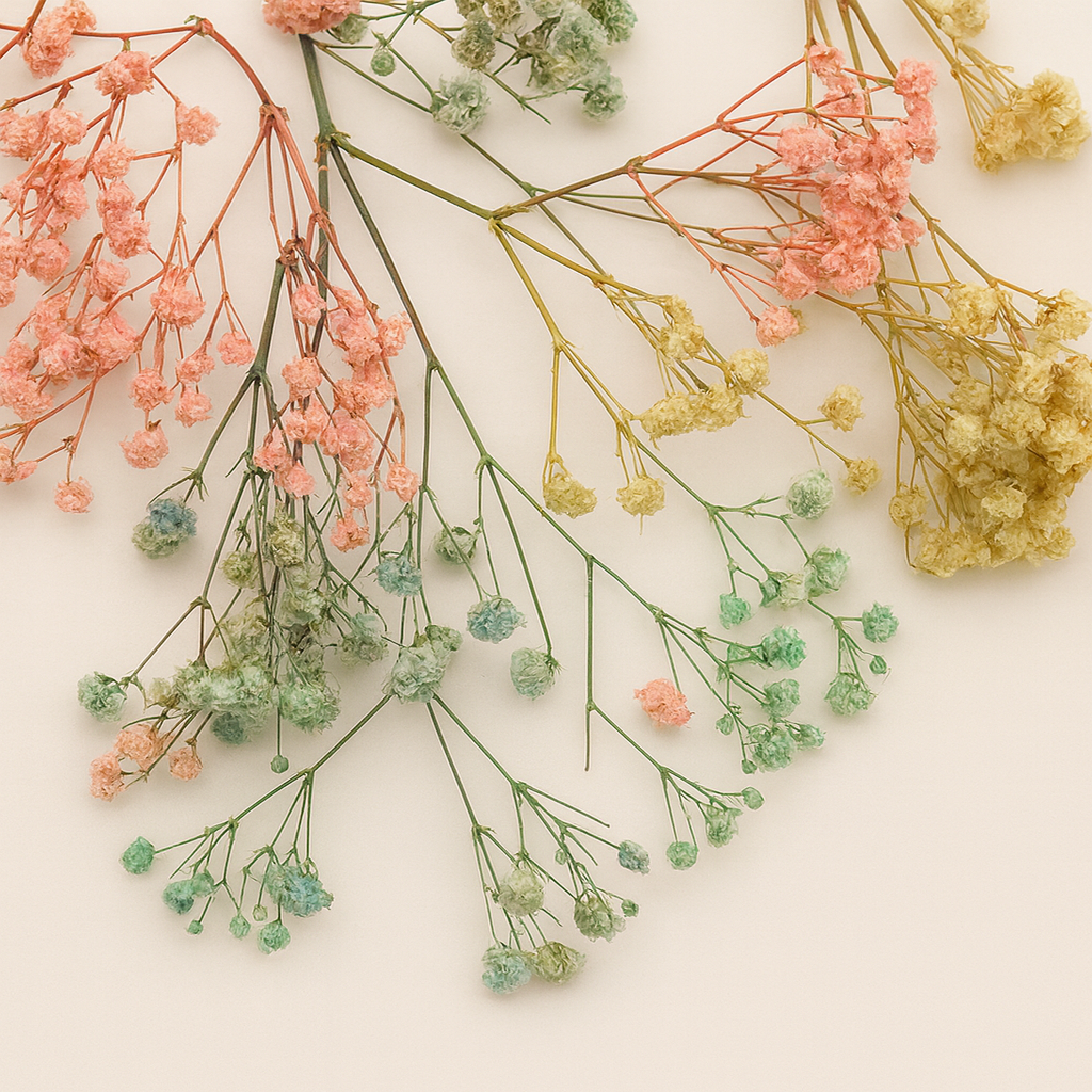 Mixed Color Stabilized Gypsophila | Vibrant Baby's Breath Florals