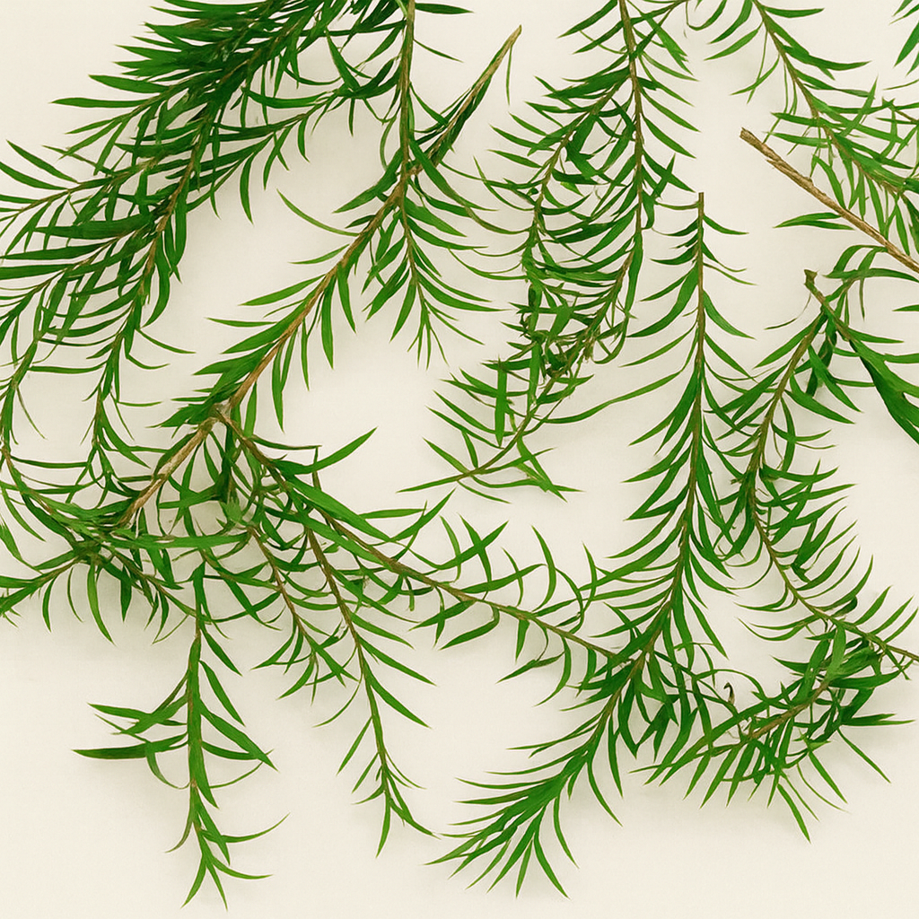 Dried Australian Tea Tree Sprigs | Natural Greenery for Wax & Resin