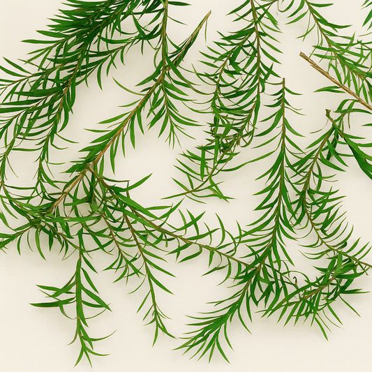 Dried Australian Tea Tree Sprigs | Natural Greenery for Wax & Resin